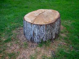 How Our Tree Care Process Works  in  West Falls Church, VA