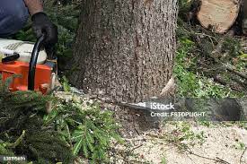 Best Storm Damage Tree Cleanup  in West Falls Church, VA
