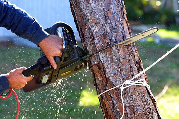 Best Emergency Tree Removal  in West Falls Church, VA