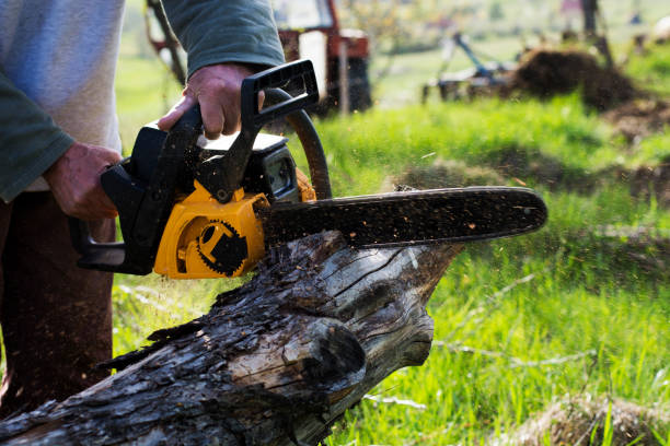Best Lawn Pest Prevention  in West Falls Church, VA