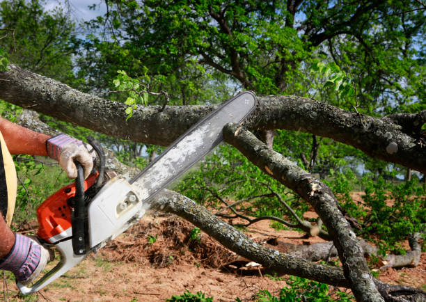 Best Tree Mulching  in West Falls Church, VA